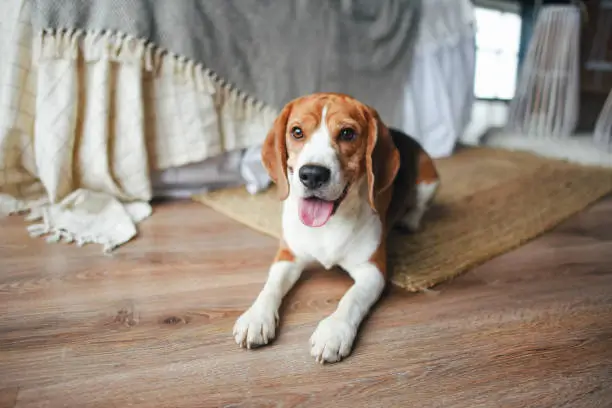 Beagle dog